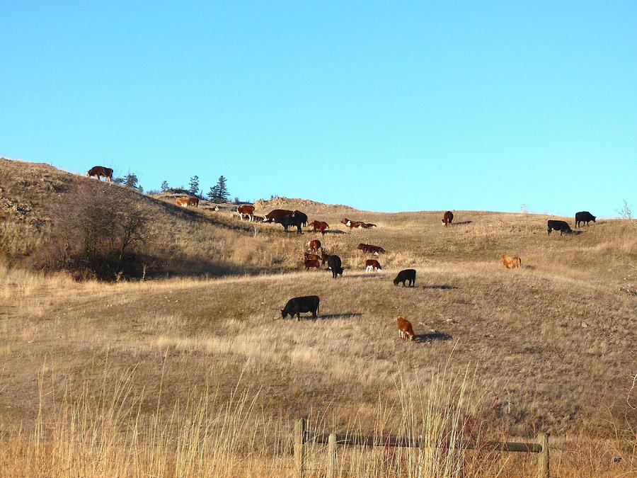Winter Grazing Photograph by Will Borden