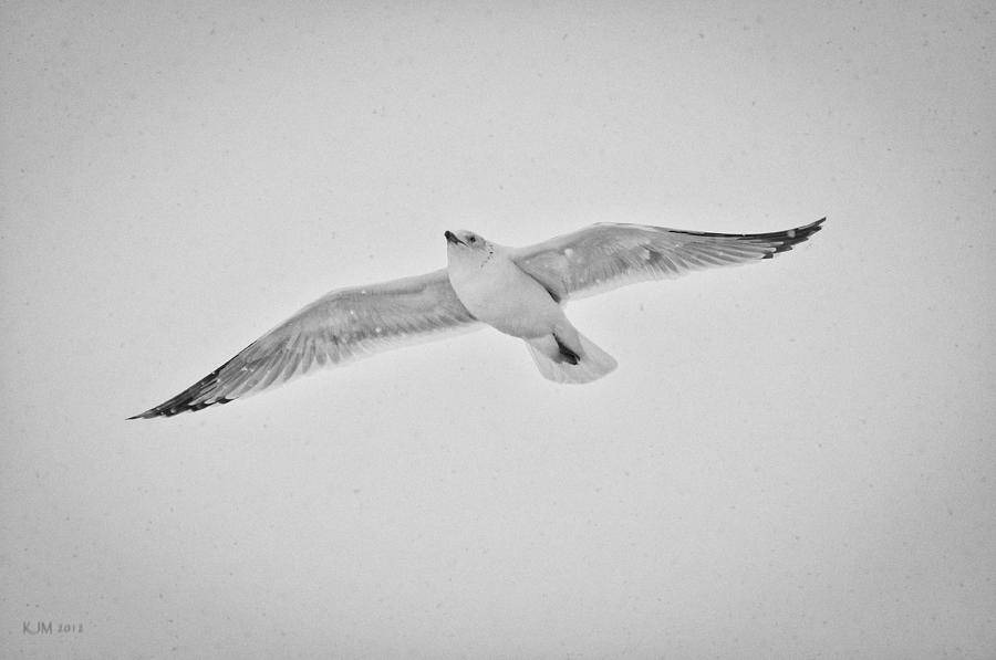Winter Gull Photograph by Kevin Munro