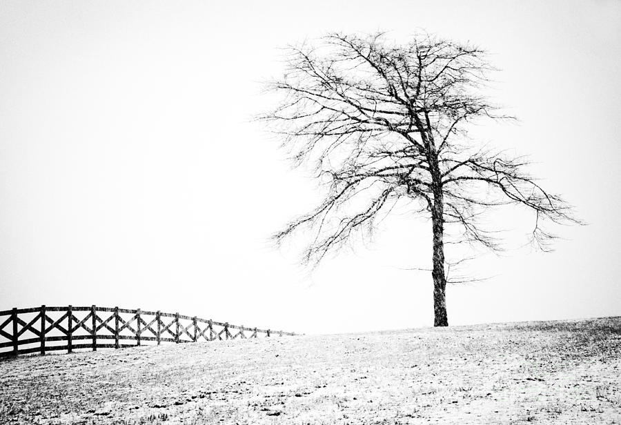 Winter in Black and White Photograph by David Waldrop