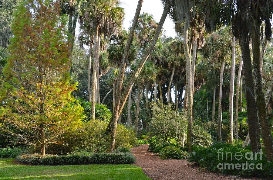 Tree Photograph - Winter In Central Florida by Carol  Bradley