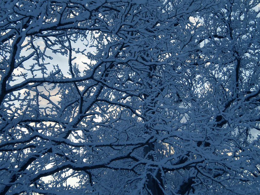Winter in Denmark Photograph by Colette V Hera Guggenheim
