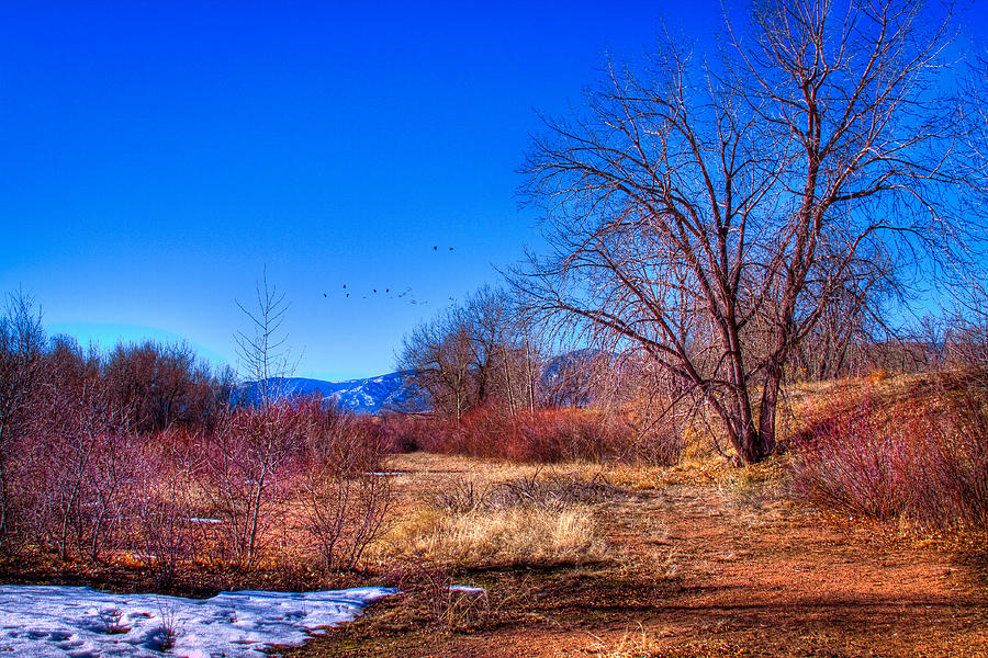 Winter in South Platte Park Photograph by David Patterson