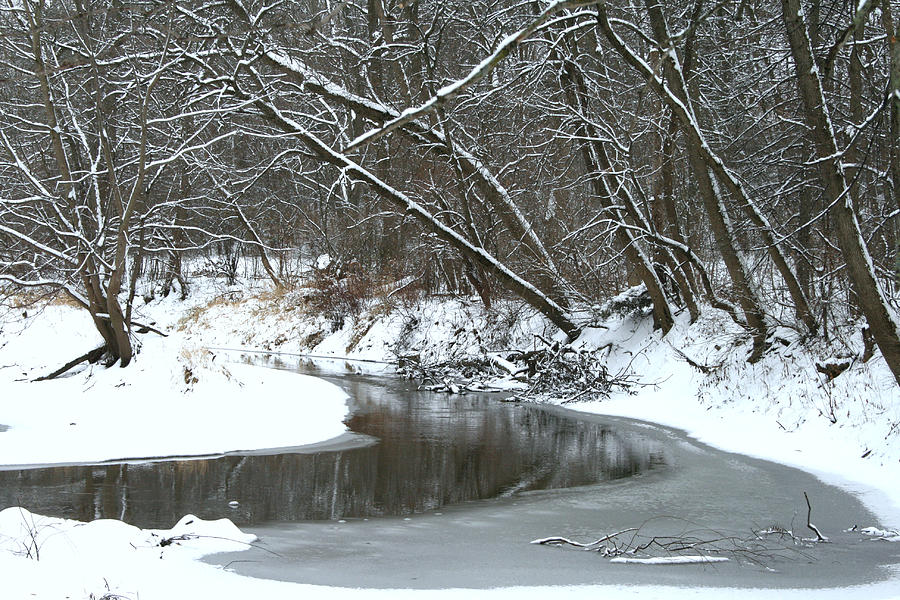 Nature Photograph - Winter In The Park by Kay Novy