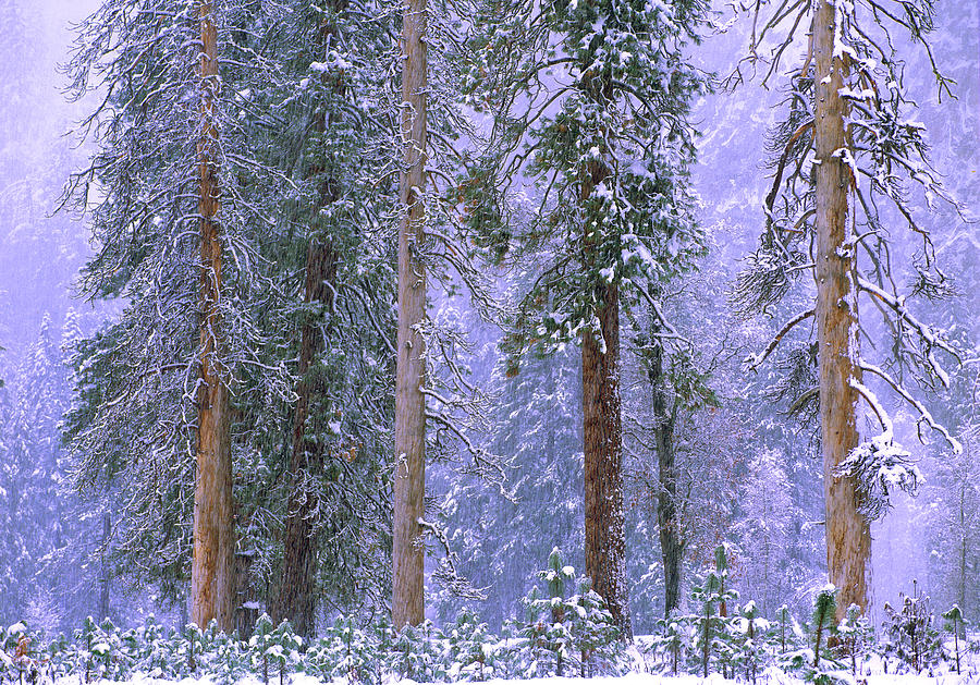 Winter In Yosemite National Park Photograph by Tim Fitzharris