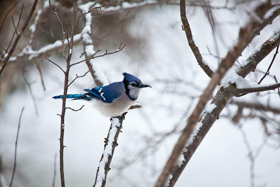 Winter Jay Photograph by Karol Livote