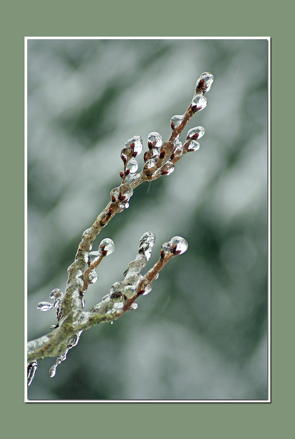 Winter Jewels Photograph by Chris Anderson