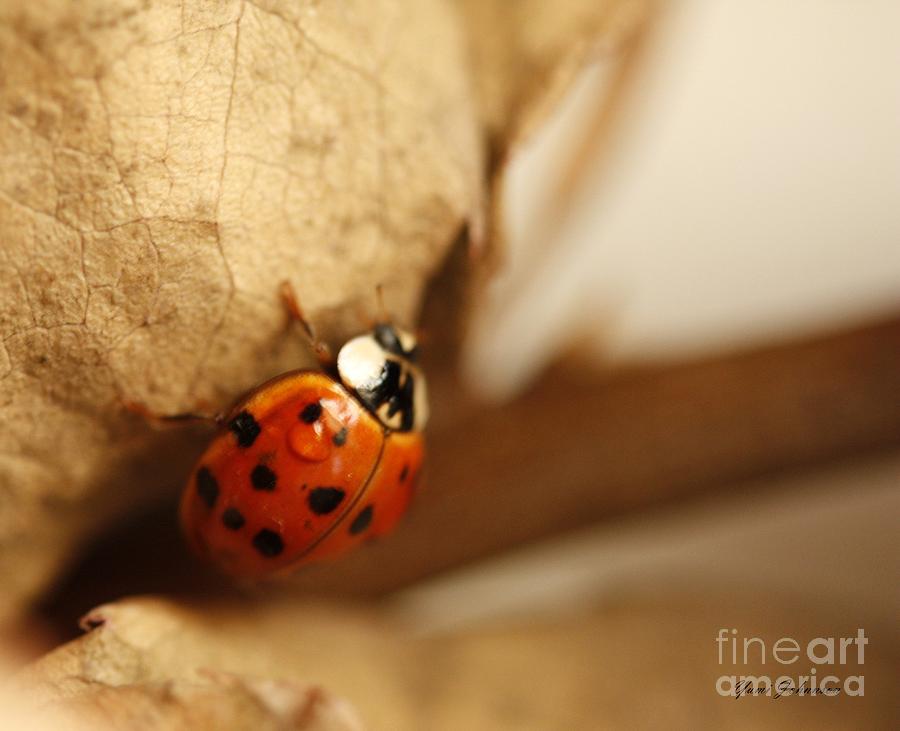 Winter Ladybug Photograph by Yumi Johnson