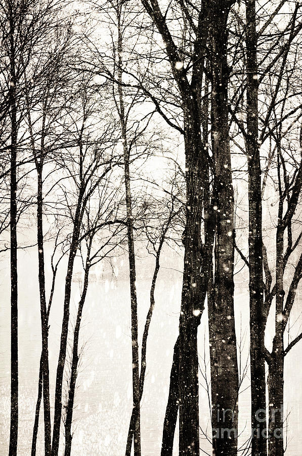 Into The Woods Photograph - Winter Landscape on Snowy Day by Kim Fearheiley