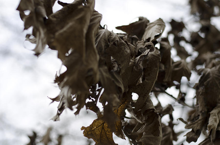 Leaves Photograph - Winter leaves  by Marcel Krasner