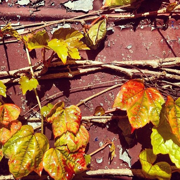 Nature Photograph - Winter Leaves..#iheartinstagram by Shayle Graham