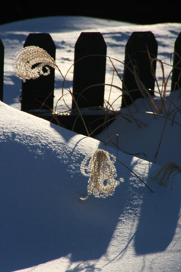 Winter Life Photograph by Michael Friedman
