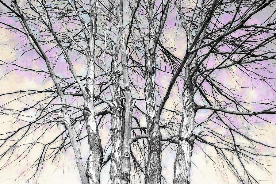 Tree Photograph - Winter Maples by Susan Isakson