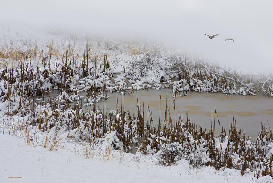 Winter Photograph - Winter Marsh by Ron Jones