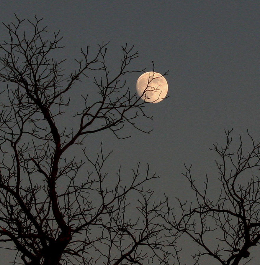 Winter Moon Photograph by Karen Harrison Brown