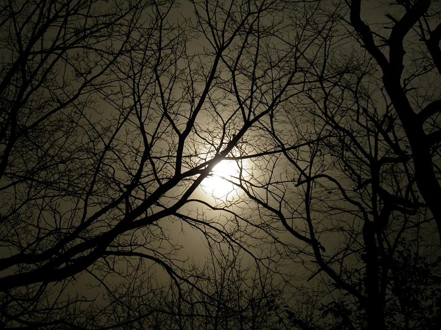 Winter Moon On A Cold Foggy Winter Night Photograph by Sven Migot