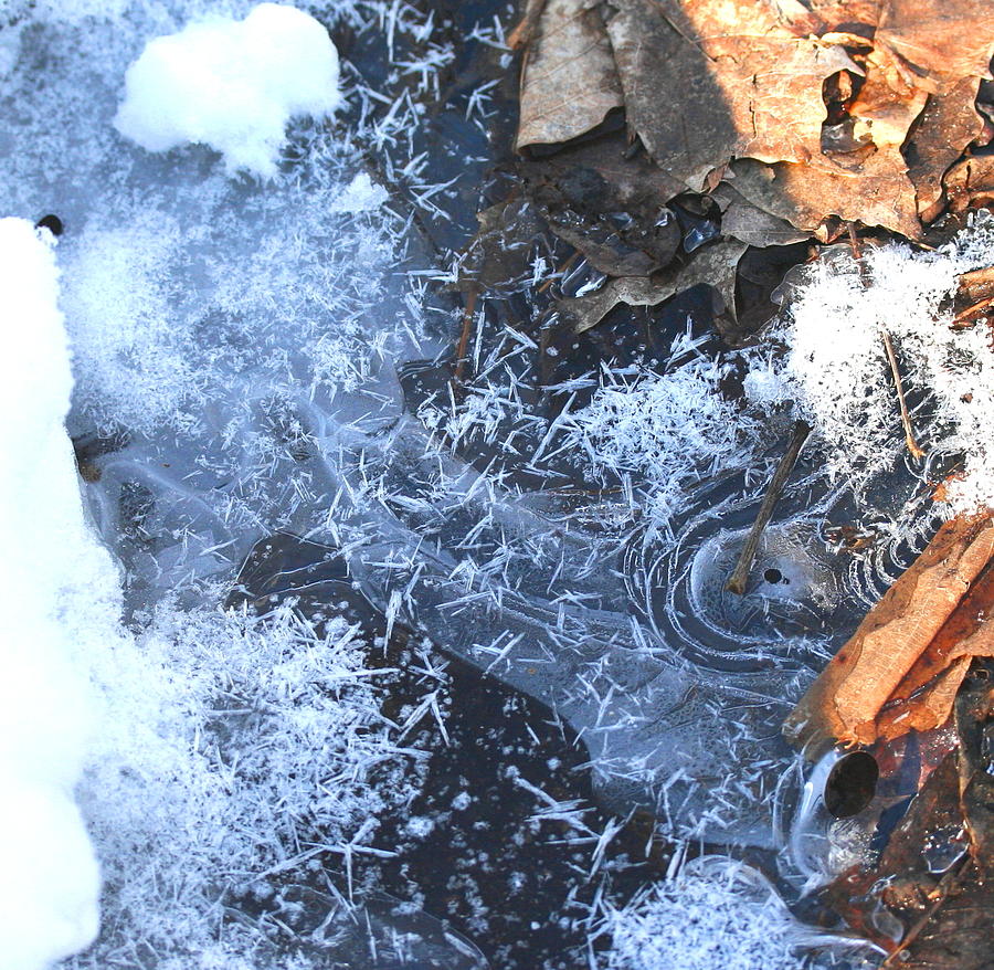 Winter Natural Art Photograph by Dr Carolyn Reinhart