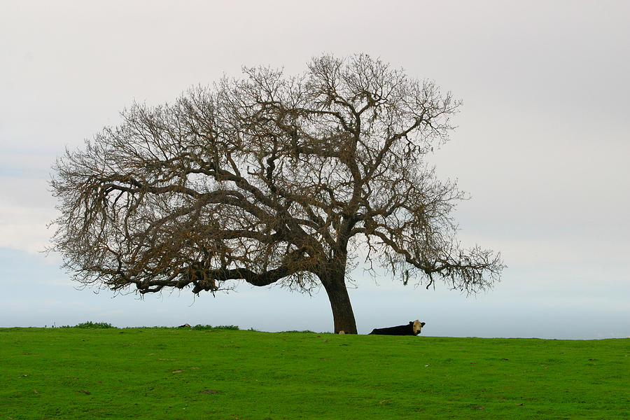 Winter Oak with Relaxing Cattle on Foggy Day Photograph by C Ribet