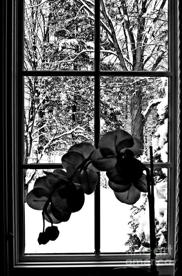Winter Orchid Photograph by Louise Peardon