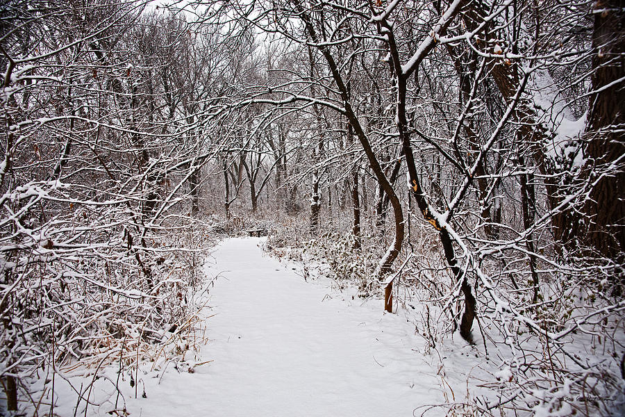 Winter Path Photograph by Ed Peterson Winter Path Photograph by Ed Peterson