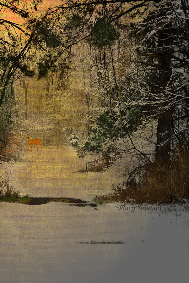 Winter Path Photograph by Mary Timman
