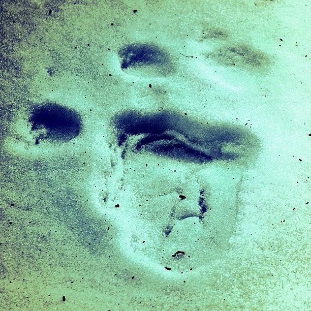 Winter Photograph - #winter #paw #print #impression by Bex C