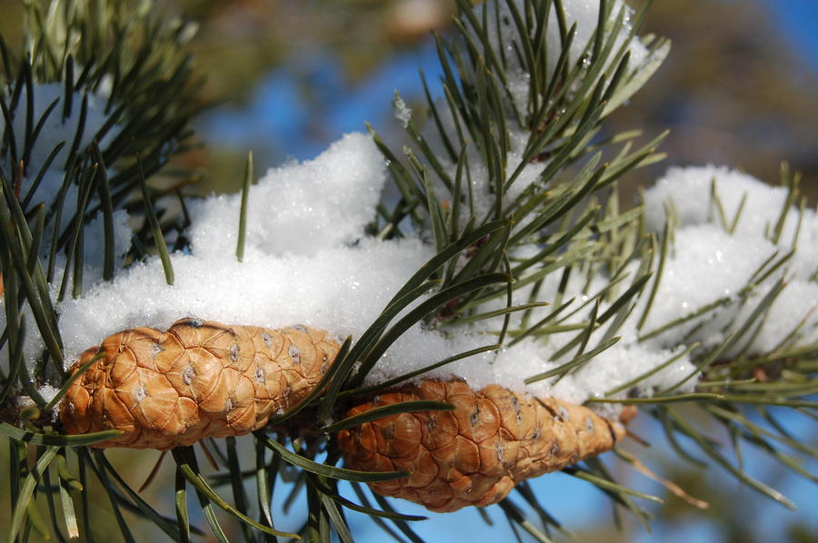 Winter Pine Cones Photograph by Peter DeFina
