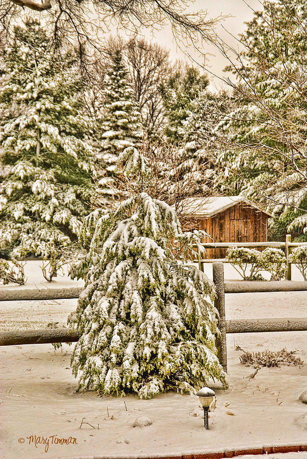 Winter Pine Photograph by Mary Timman