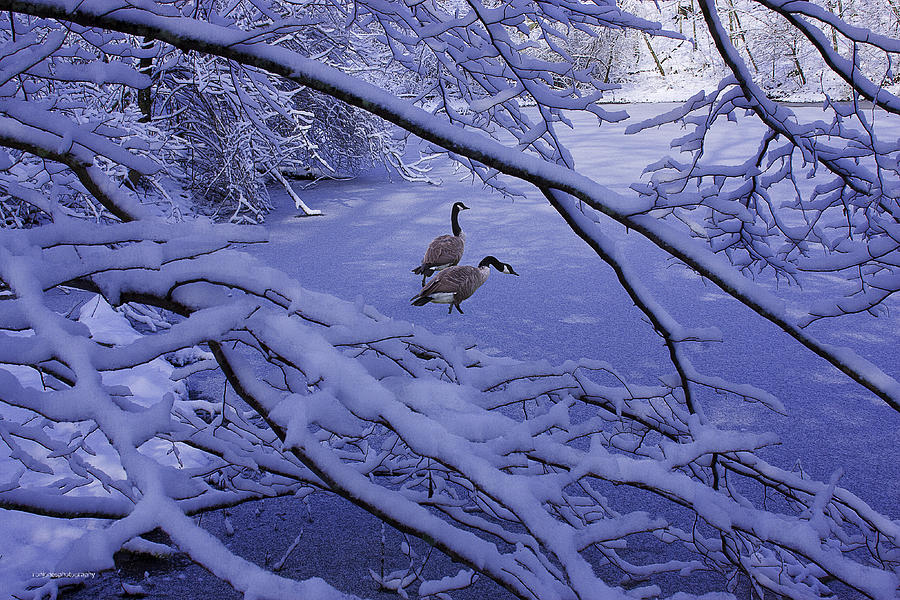 Winter Photograph - Winter Promenade by Ron Jones