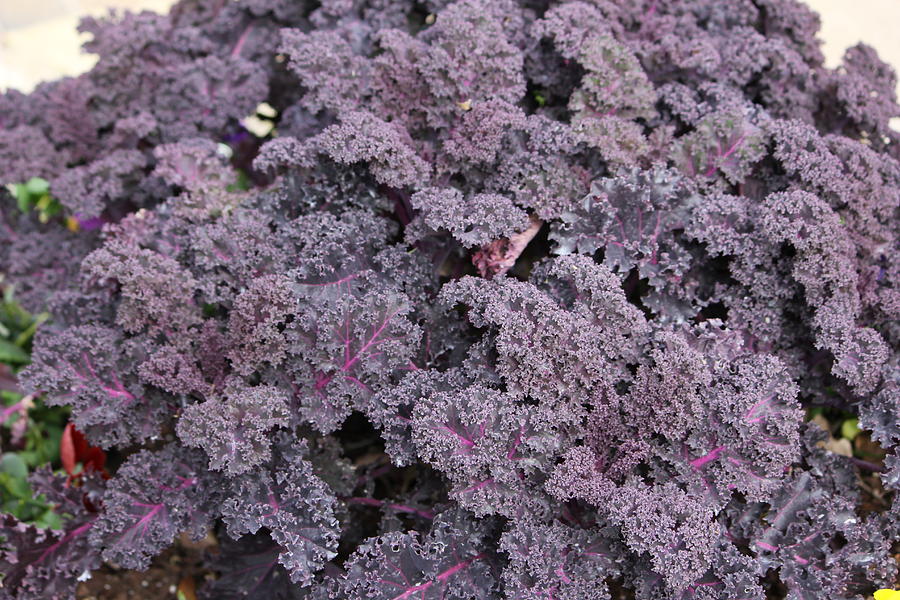 Winter Purple Cabbage Photograph by Shawn Hughes