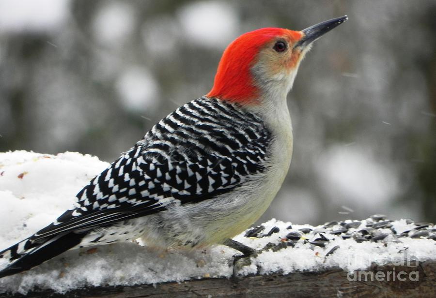 Winter Red-bellied Woodpecker Photograph by Jennifer Wosmansky