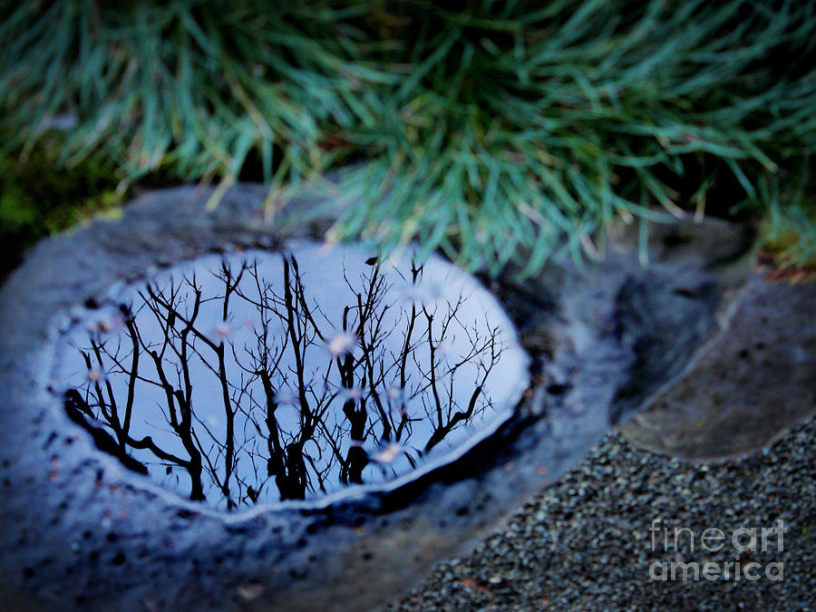 Winter Reflections Photograph by Ellen Cotton