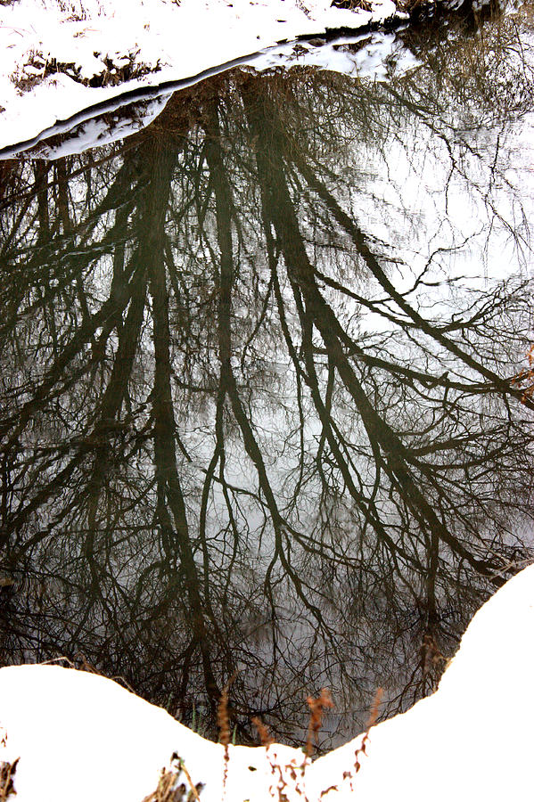 Winter Reflections Photograph by Valentino Visentini