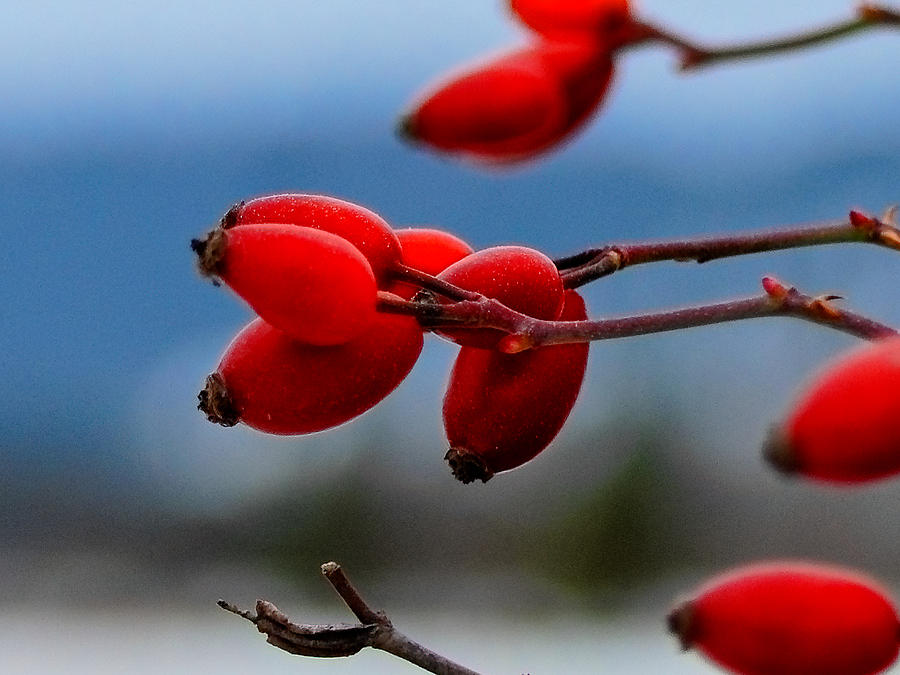 Nature Photograph - Winter Rose Hips Photograph - Vibrant Red by Light Shaft Images