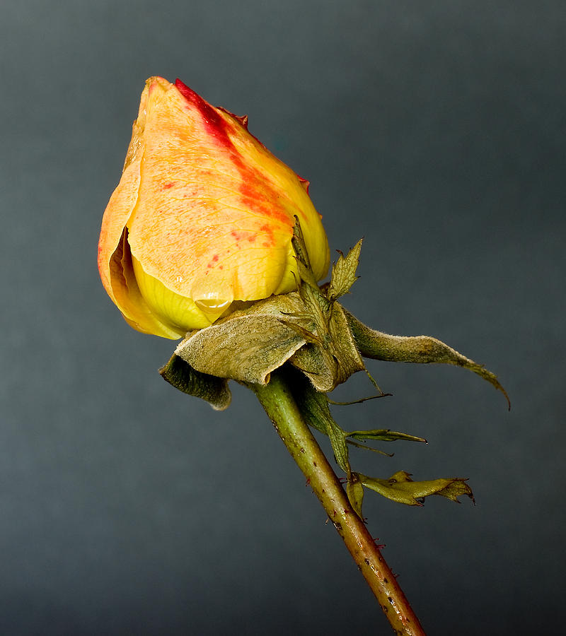 Winter rose Photograph by Mike Santis