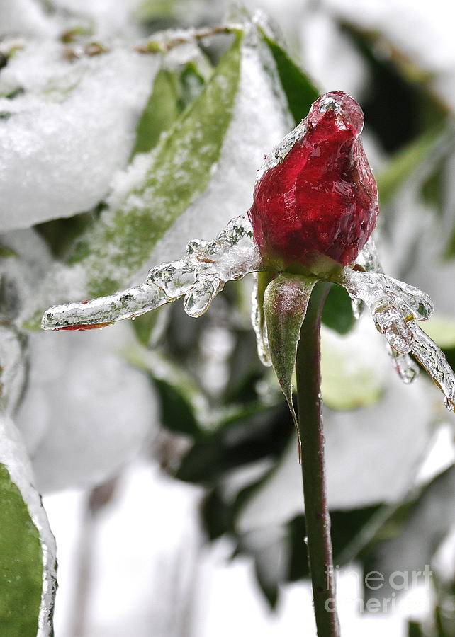 Winter Rose Photograph by Tatyana Searcy