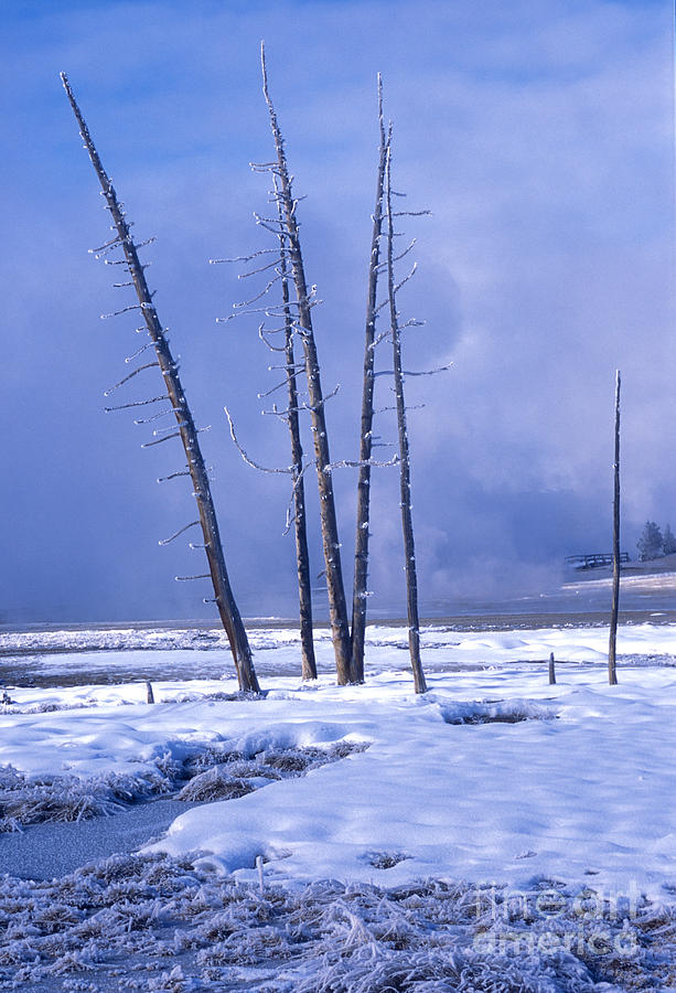 Winter Photograph by Sandra Bronstein