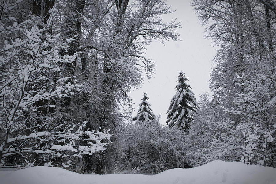 Winter Scene Photograph by Ryan Heffron