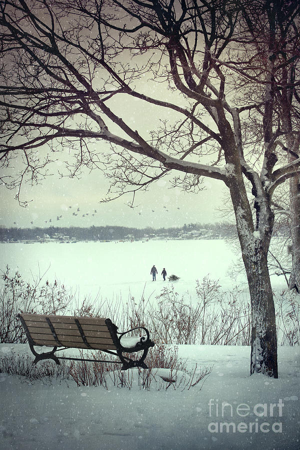 Winter scene with with bench and tree Photograph by Sandra Cunningham