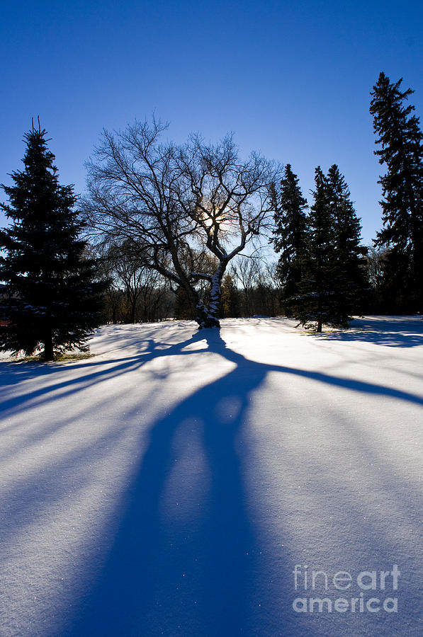 Winter Season 3 Photograph by Terry Elniski