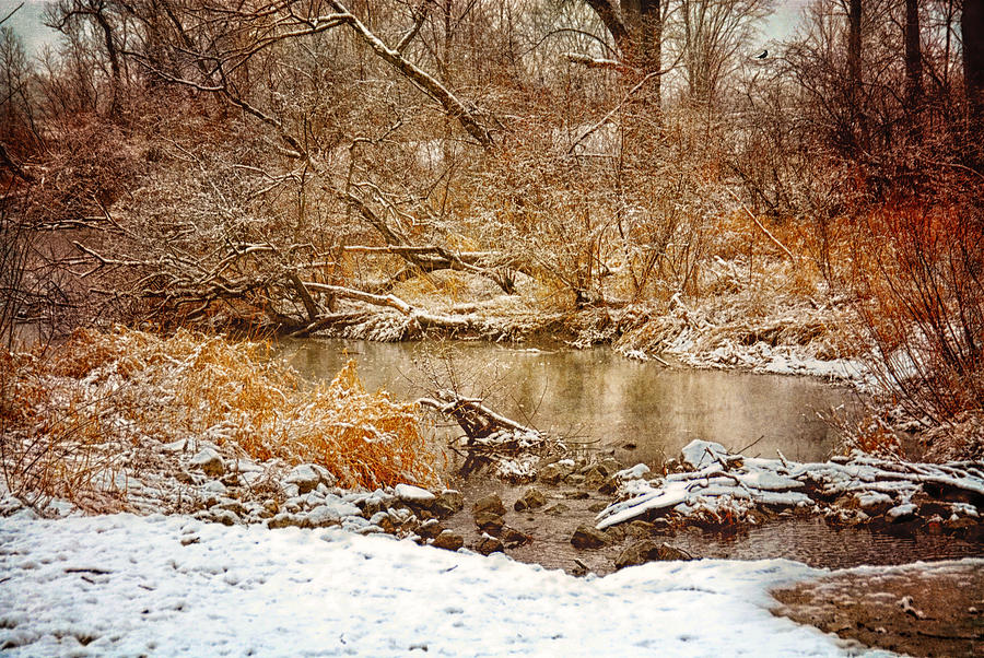 Winter Silence Photograph by Mary Timman
