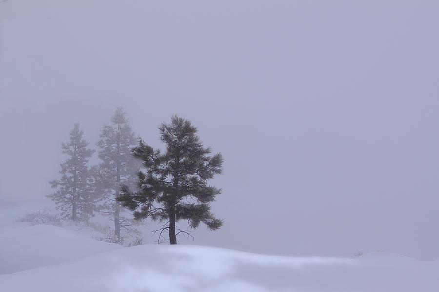 Winter Silence Photograph by Viktor Savchenko