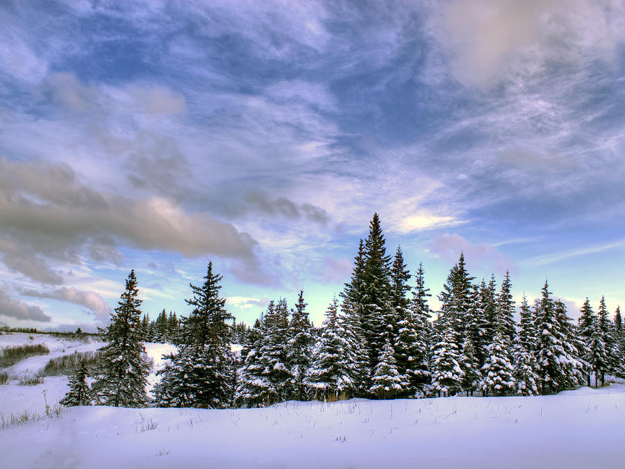 Winter Sky Photograph by Michele Cornelius