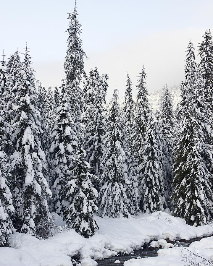 Winter Snow Scene Photograph by Sylvia Hart - Fine Art America