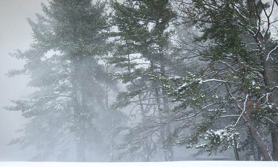 Winter Snowstorm Photograph with Wind blowing through the Pines. Photograph by Randall Nyhof