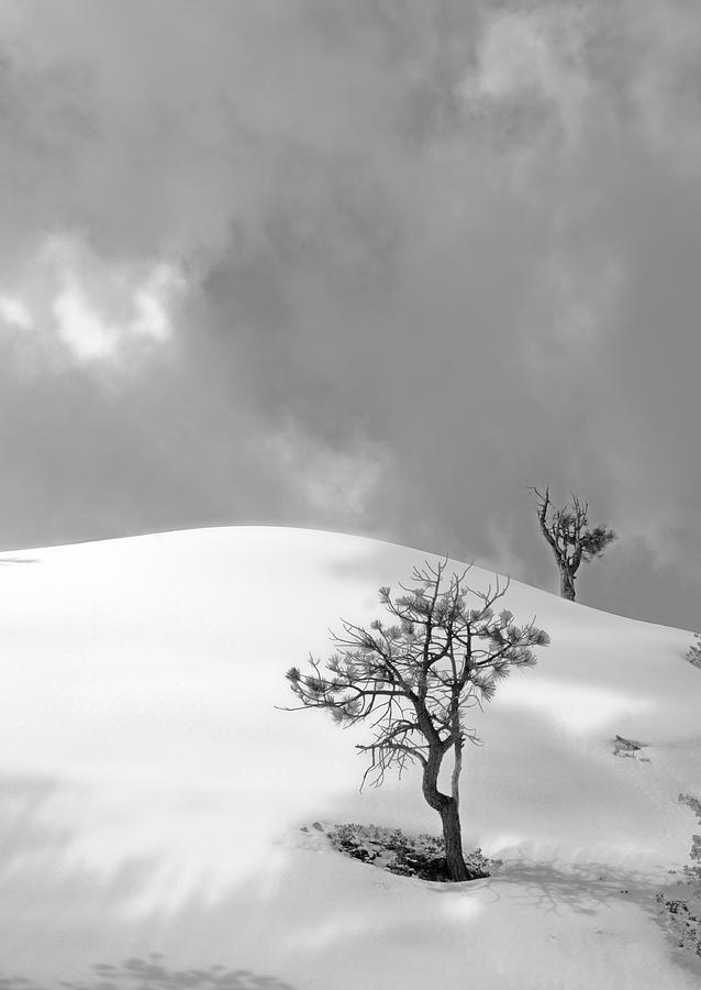 Winter Solitude Photograph by Viktor Savchenko