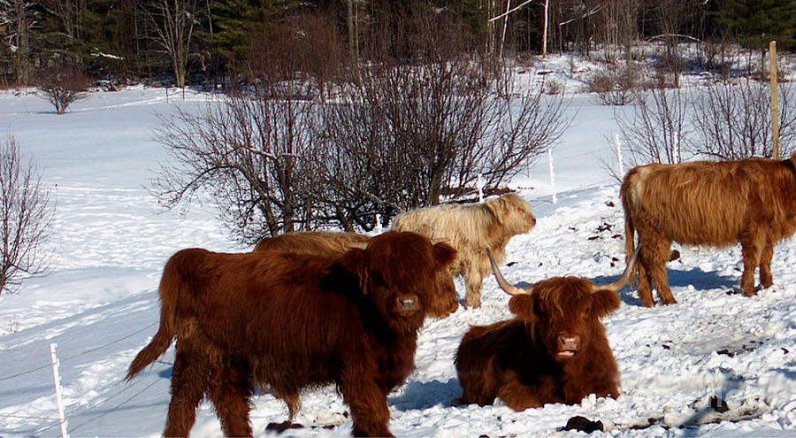Landscape Photograph - Winter Steer  by The Kepharts 