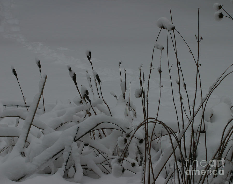 Winter Stillness Photograph by Robert E Alter Reflections of Infinity