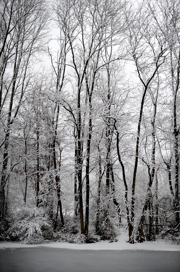 Winter Photograph - Winter Storm by Frank DiGiovanni