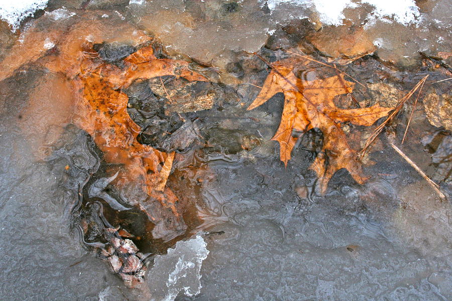 Winter Stream Photograph by Allan Morrison