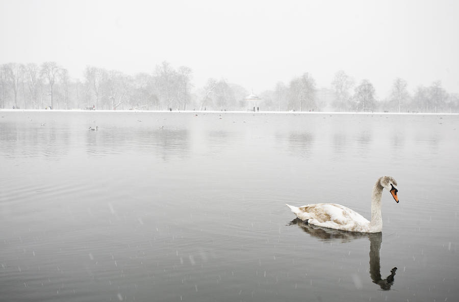 Winter Swan Photograph by Anthony Limberg - Fine Art America